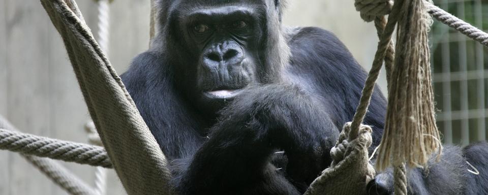 Gorille au zoo de Bâle [Keystone - Georgios Kefalas]