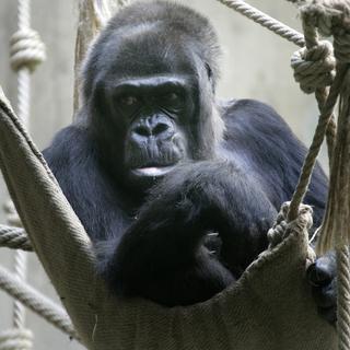 Gorille au zoo de Bâle [Keystone - Georgios Kefalas]