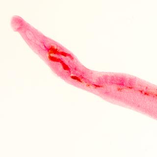 Le parasite responsable de la schistosomiase. [Depositphotos - panxunbin]