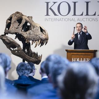 Le squelette d'un T-Rex a été vendu aux enchères à 4,8 millions de francs [KEYSTONE - MICHAEL BUHOLZER]