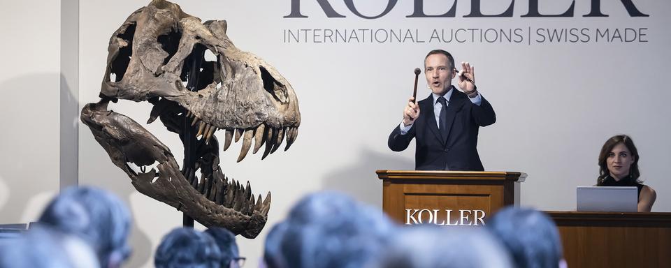 Le squelette d'un T-Rex a été vendu aux enchères à 4,8 millions de francs [KEYSTONE - MICHAEL BUHOLZER]