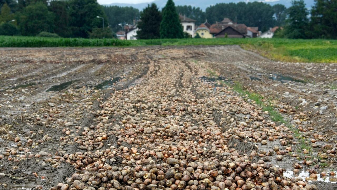 Un champs de pommes de terre inondé dans la région de Noville-Rennaz (VD) en 2007. [Keystone - Domnic Favre]