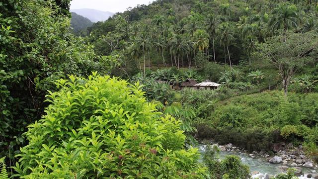 Forêt tropicale (image d'illustration). [Emmanuelle Combaud]