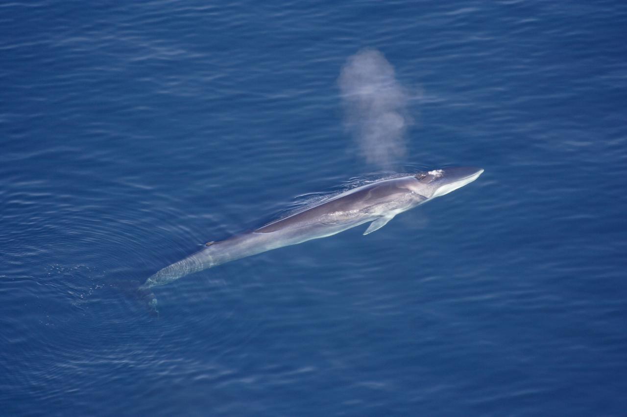 Le rorqual commun est le  deuxième plus grand mammifère marin. [Wikimedia Commons - Aqqa Rosing-Asvid]