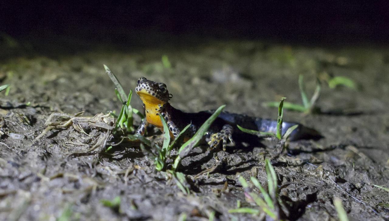 Un triton alpestre migre la nuit vers sa zone de reproduction. [Pro Natura - Matthias Sorg]