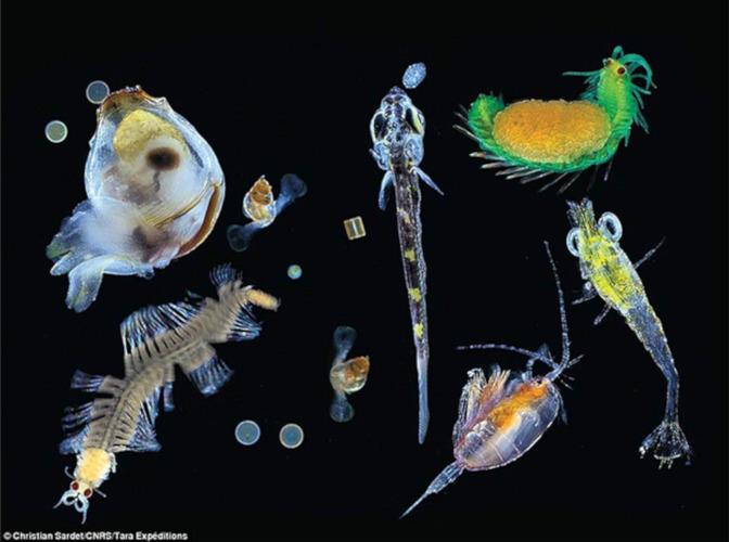 Différentes sortes de plancton. [Tara expeditions/CC BY-SA - Christian Sardet/CNRS]