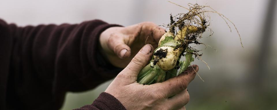 Un agriculteur dans un champs (image d'illustration). [keystone - Christian Beutler]