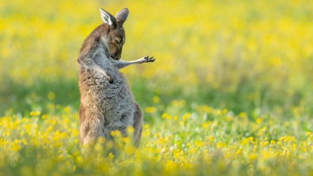 "Air Guitar Roo". [Comedy Wildlife 2023 - Jason Moore]