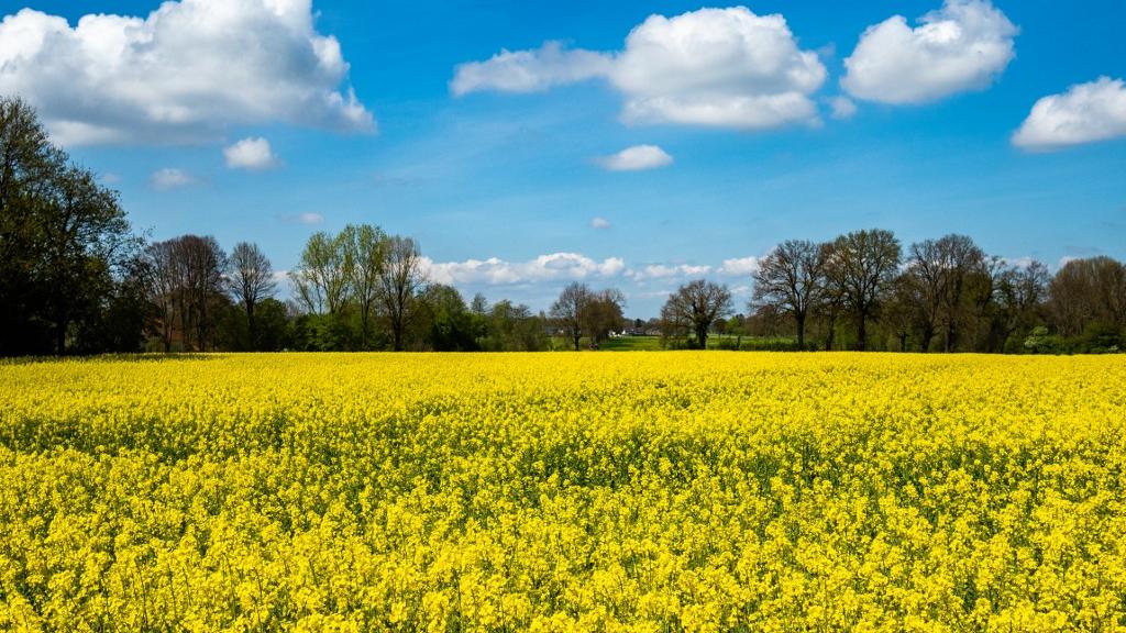 La sécheresse a reculé ce printemps en Europe, laissant un répit à l'agriculture (photo: un champ de colza au Pays-bas le 30 avril 2023). [AFP/NurPhoto - Romy Arroyo Fernandez]