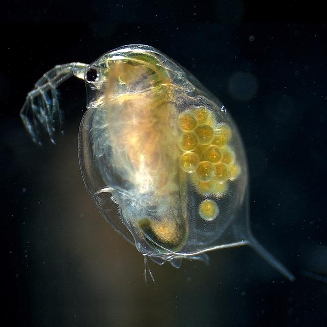 Un zooplancton (Daphnia magna). [WikiCommons CC-BY-2.5 - Hajime Watanabe / PLOS Genetics]
