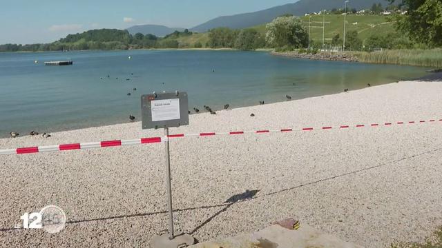 La baignade est formellement interdite sur la plage de Cortaillod (NE). L’eau du lac est polluée par la bactérie E. coli [RTS]