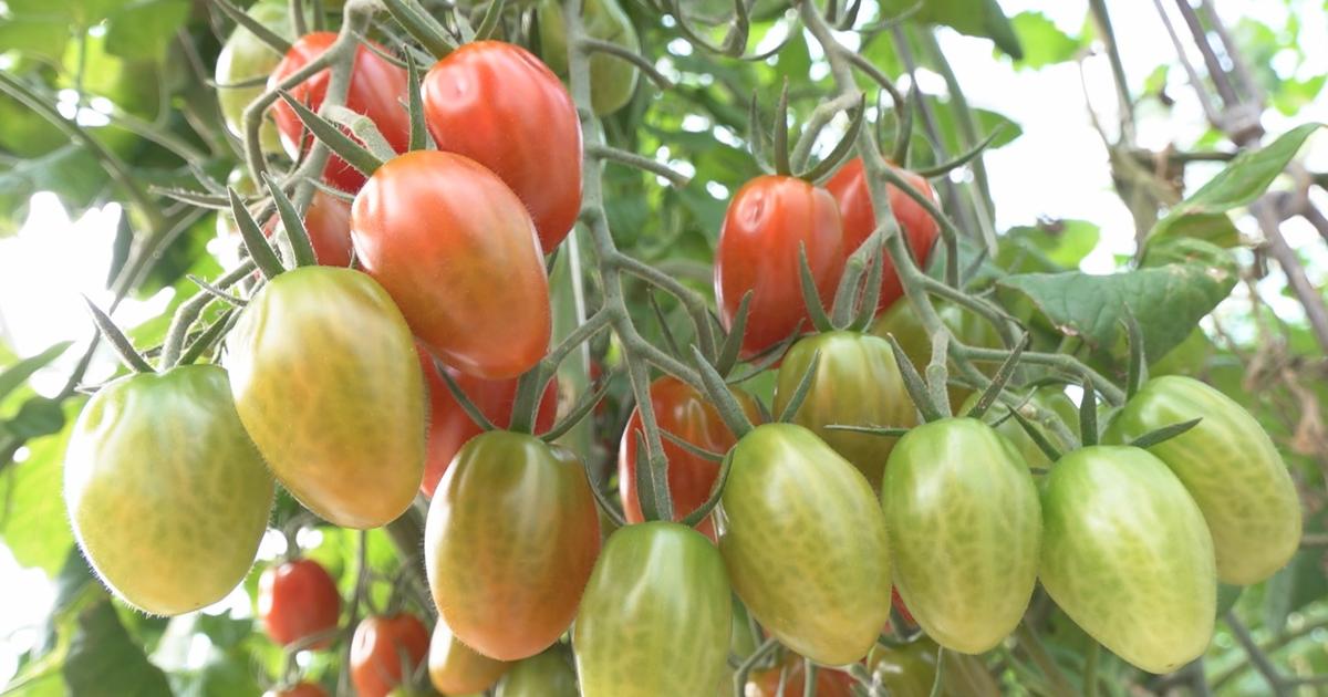 Des tomates, le gaspillage alimentaire et une exposition entre le CERN et le Muséum de Genève