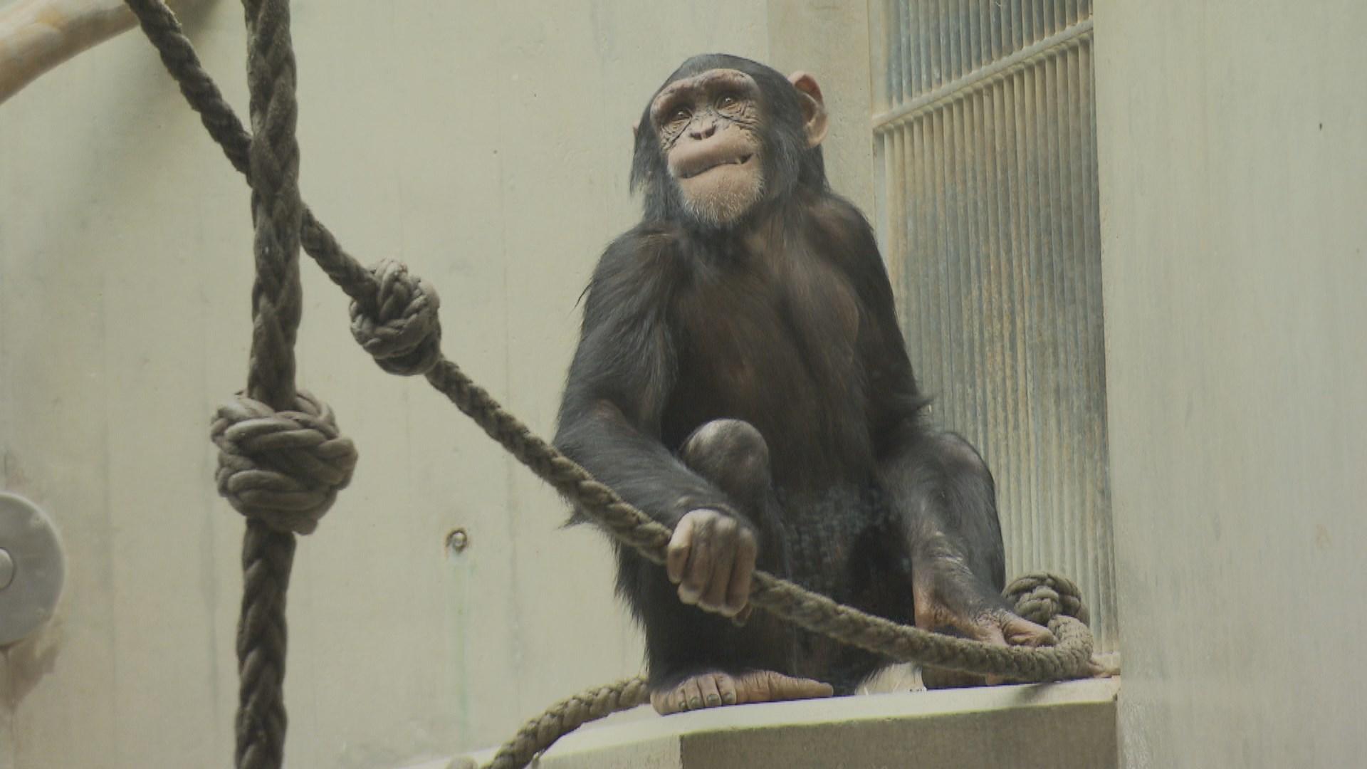 Un chimpanzé au zoo de Bâle. [RTS]