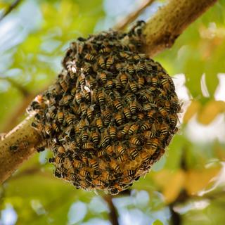 Petite ruche sauvage aux abeilles. [Depositphotos - ©Fesenko]