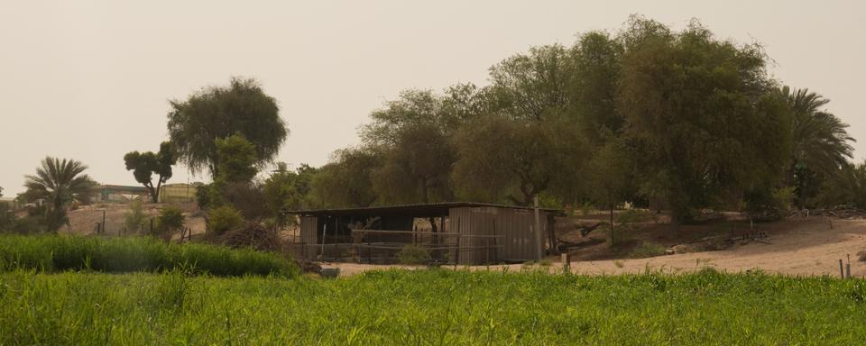 Une vue de la ferme "My Farm" à Dubaï en 2022. Image d'illustration. [Reuters - Amr Alfiky]