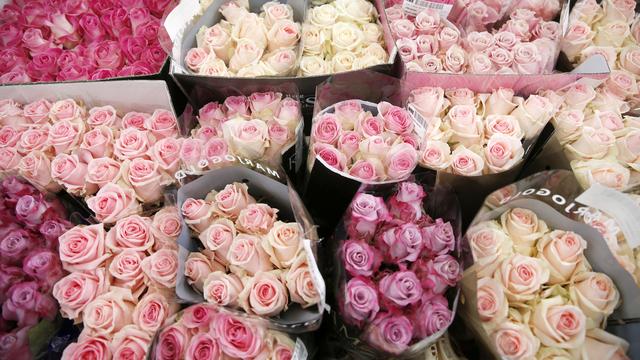 Il existe de multiples sortes de roses et toutes sont aussi populaires les unes que les autres le jour de la Saint-Valentin. [Keystone - Peter Klaunzer]