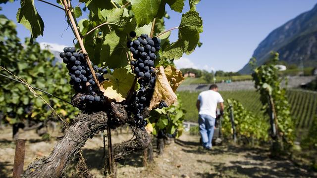 En Valais, prix à la hausse, quotas à la baisse pour les vendanges 2023. [Keystone - Jean-Christophe Bott]