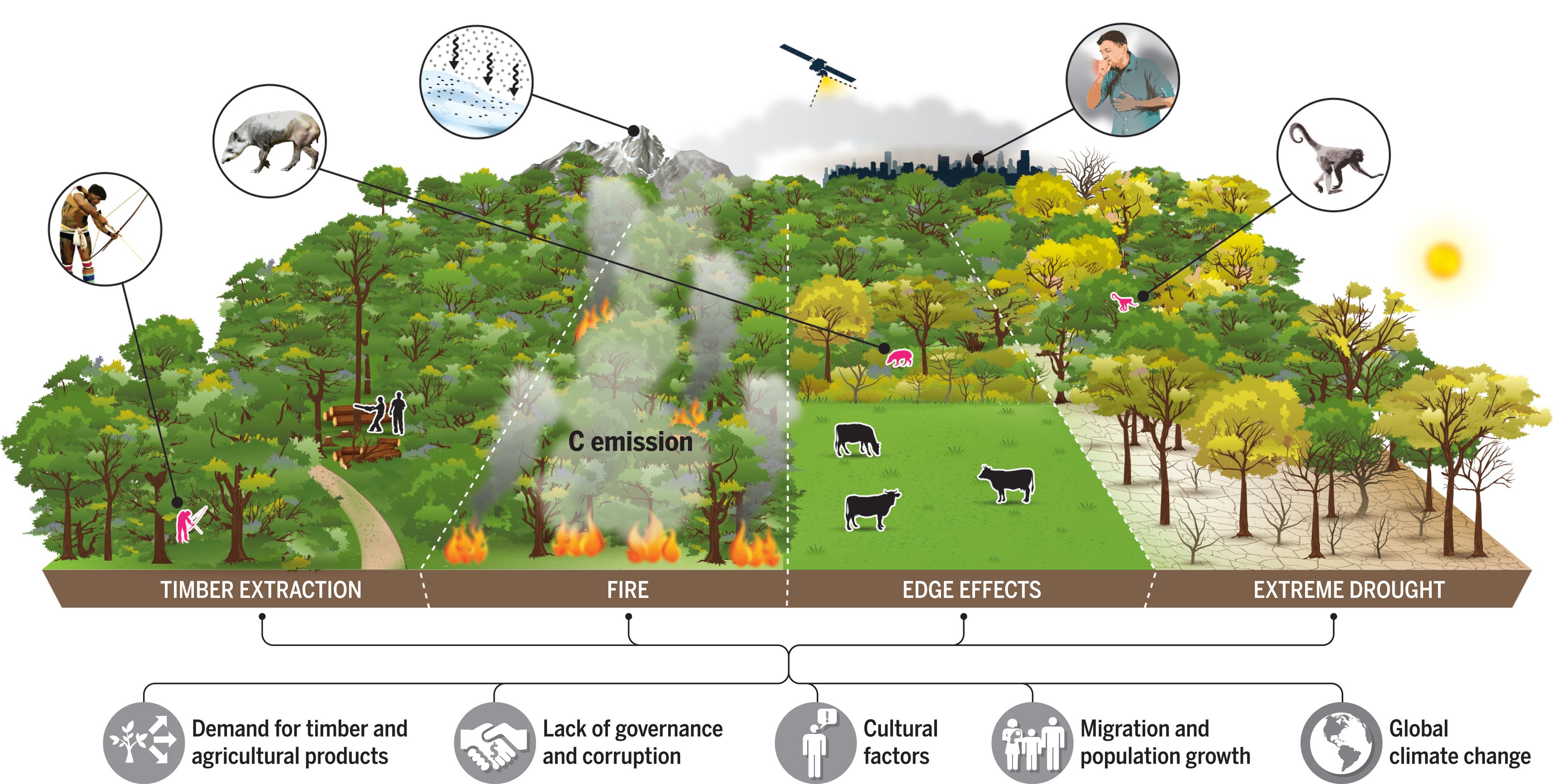 Les facteurs sous-jacents (dont quelques-uns sont représentés en gris en bas) stimulent les perturbations – extraction de bois, incendie, effets de lisière et sécheresse extrême – qui provoquent la dégradation des forêts. Un satellite illustre les tentatives d'estimation de l'étendue spatiale de la dégradation et des pertes de carbone associées. Les impacts (en rouge) sont soit locaux: provoquant des pertes de biodiversité ou affectant les moyens de subsistance des habitants des forêts; soit éloignés: par exemple, la fumée affectant la santé des habitants des villes ou provoquant la fonte des glaciers andins en raison du dépôt de carbone noir. [Science - Alex Argozino/Studio Argozino]