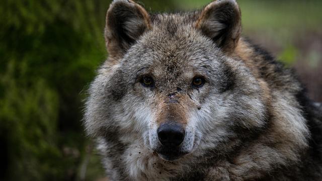 Le Valais ordonne le tir d'un loup dans la région de Conches. [Keystone - Sina Schuldt]