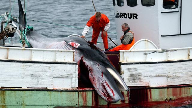 Une baleine morte est pêchée dans l'Océan Atlantique près de l'Ouest de l'Islande. [Keystone/AP Photo - Adam Butler]