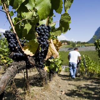 En Valais, les métiers de la viticulture vivent une pénurie. [Keystone - Jean-Christophe Bott]