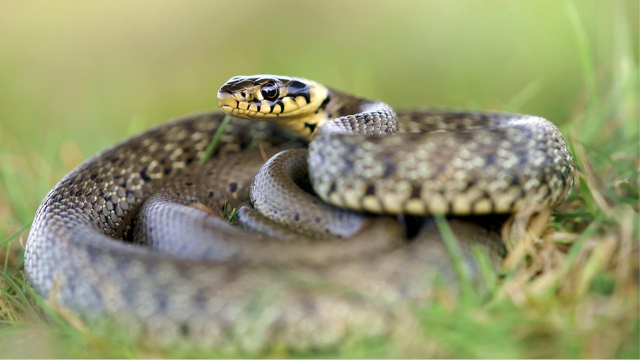 Les amphibiens et les reptiles sont en danger en Suisse, selon l’OFEV. [Adam Drabek, Pro Natura]