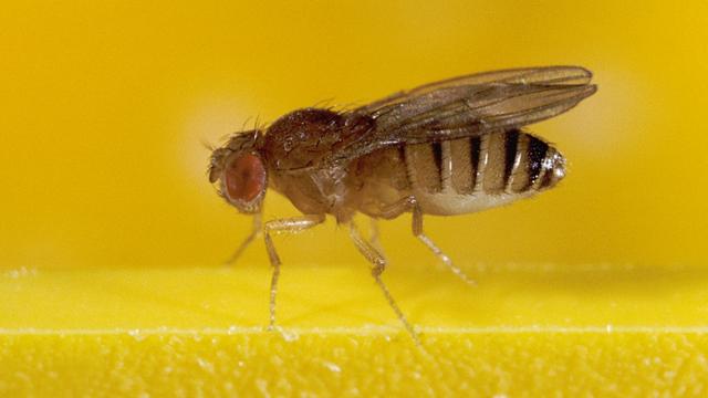 A la place des souris, des mouches du vinaigre ont été utilisées par deux chercheurs pour leur étude sur les encéphalopathies pédiatriques. [Biosphoto via AFP - Bartomeu Borrell]