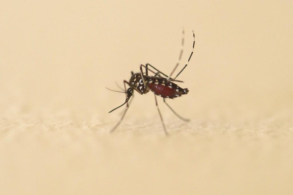 Un moustique Aedes albopictus, natif d'Asie, photographié en juin 2020 dans le Sud de la France. [Hans Lucas via AFP - Sébastien Lapeyrere]
