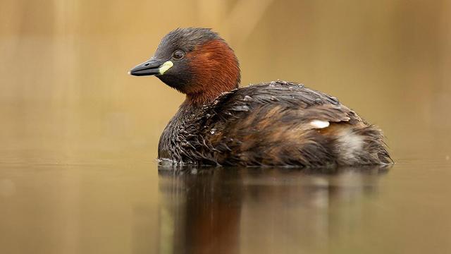 Le grèbe castagneux remporte la palme de l'oiseau suisse de l'année 2024 [Birdlife - Robert Hangartner]