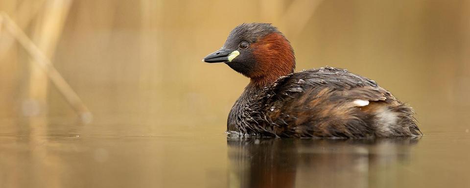 Le grèbe castagneux remporte la palme de l'oiseau suisse de l'année 2024 [Birdlife - Robert Hangartner]