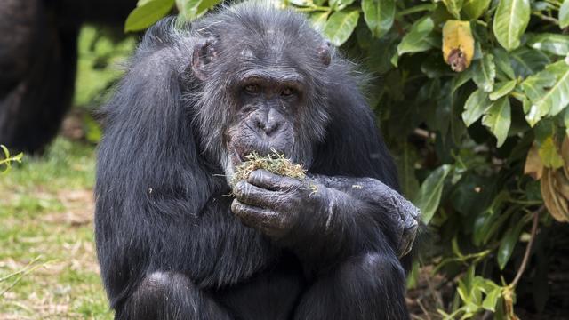 Un chimpanzé en train de manger de l'herbe et des plantes. [Depositphotos - chris2766]