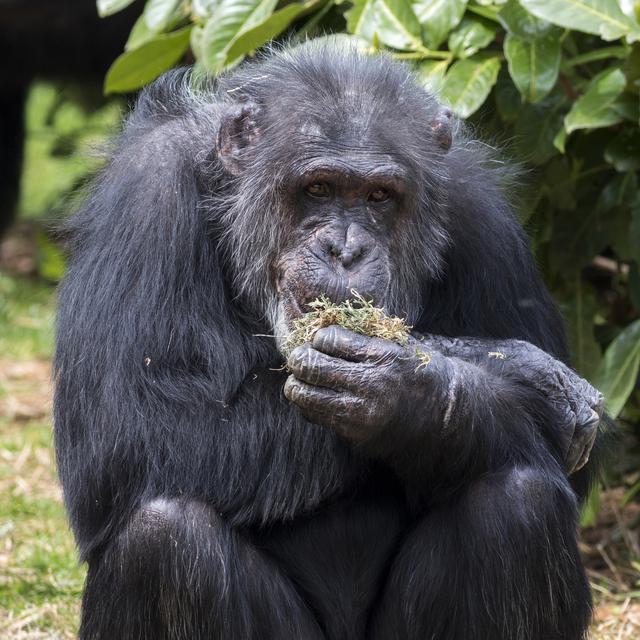 Un chimpanzé en train de manger de l'herbe et des plantes. [Depositphotos - chris2766]