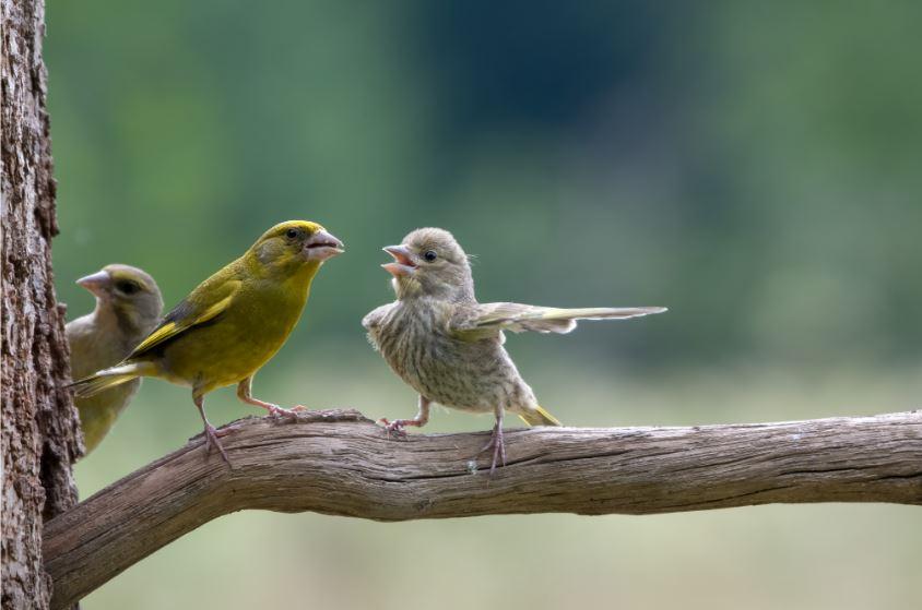 "Dispute". [Comedy Wildlife 2023 - Jacek Stankiewicz]