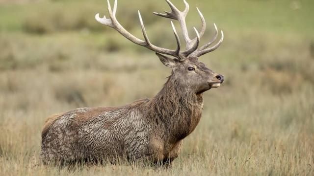 Le cerf élaphe fait partie des gagnants de 2023 en Suisse. [WWF]