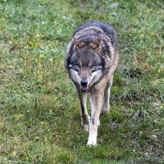 Un loup photographié dans le zoo de Goldau (SZ) (image d'illustration). [Keystone - Alexandra Wey]