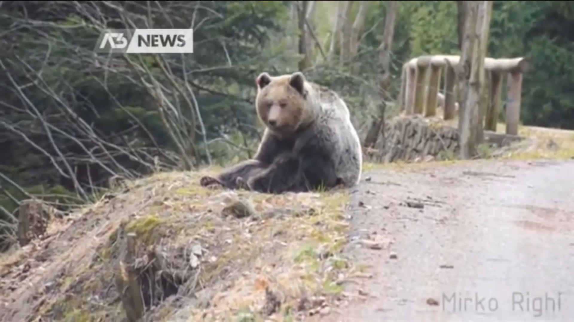Un ours filmé au bord d'un chemin forestier en Italie. [DR - Mirko Righi]