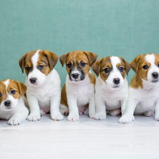 Une portée de chiots Jack Russell terrier dans un élevage. [Depositphotos - laura49]