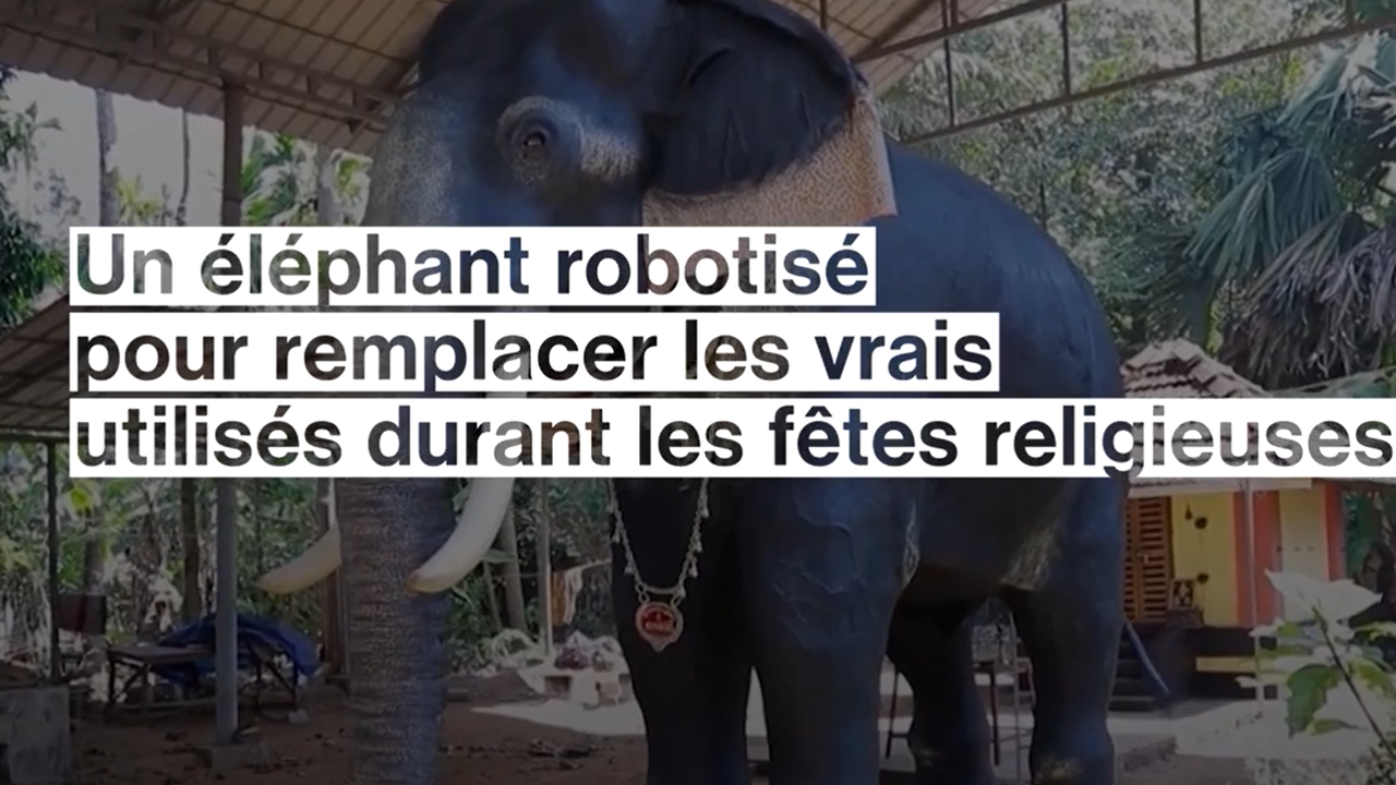 Un éléphant robotisé pour remplacer les vrais utilisés durant les fêtes religieuses indiennes.