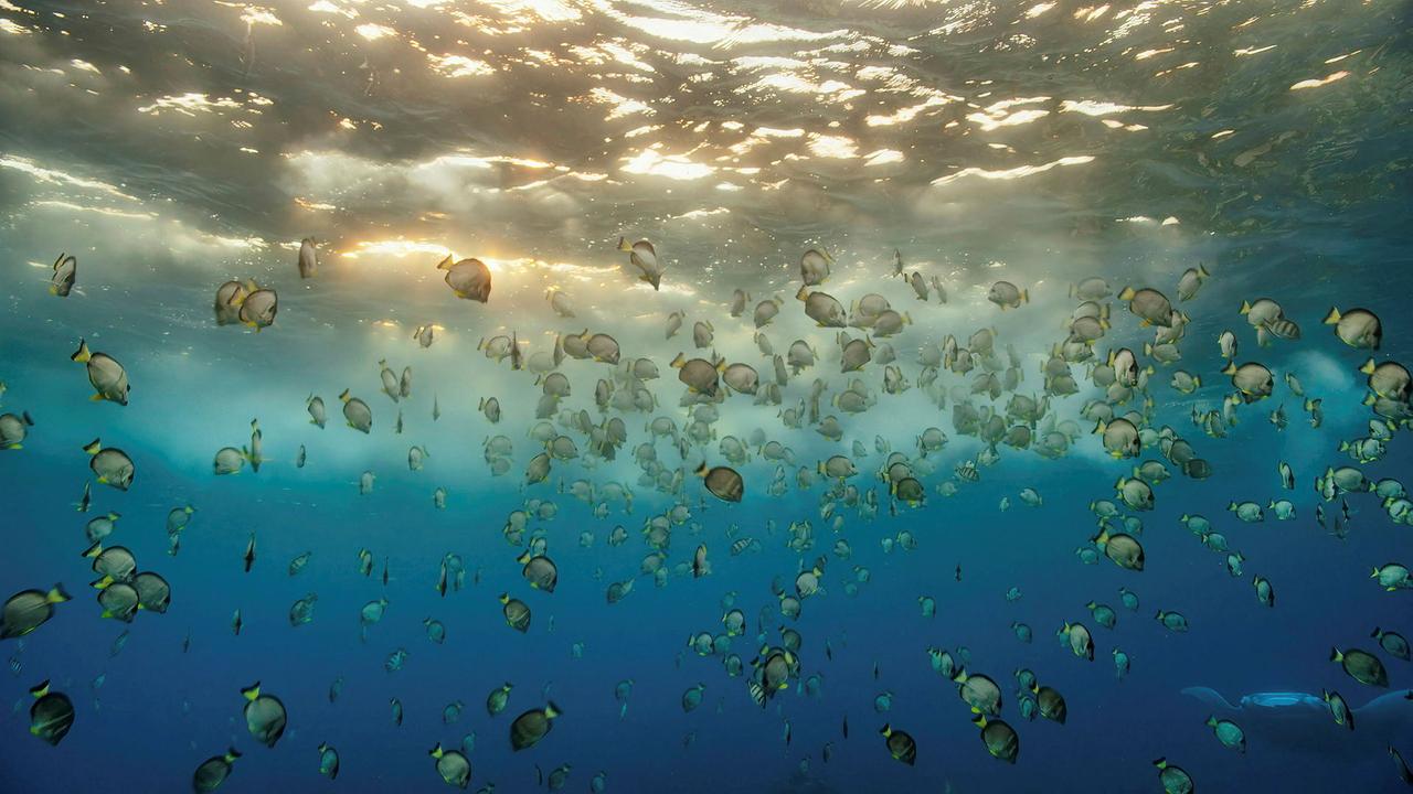 La surface des mers a battu en avril son record annuel et se maintient depuis à des niveaux inédits. [RTS]