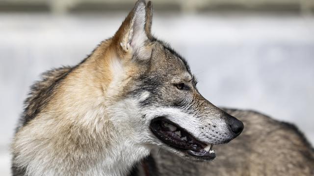 Le loup qui sévit dans le Jura bernois pourra être abattu. [Keystone - Peter Klaunzer]