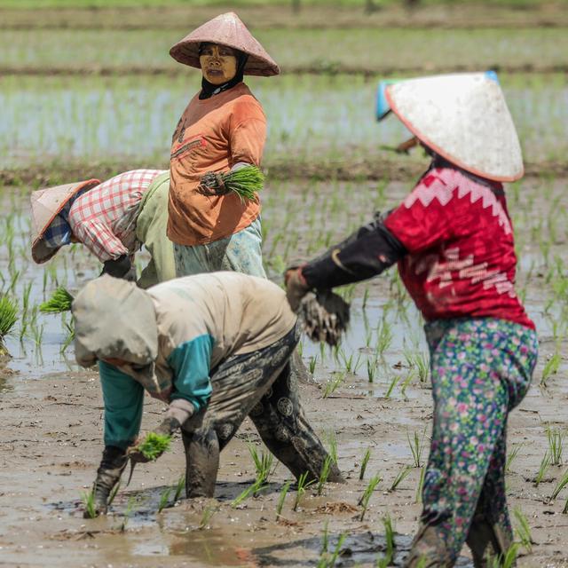 Rizière à Deli Serdang, au nord de Sumatra (Indonésie), décembre 2020. En Indonésie - comme dans la plupart des pays asiatiques - le riz est un élément fondamental de l’alimentation. Sa culture est assez ardue: les besoins de la plante en chaleur, en humidité et en lumière sont très précis si l'on veut pouvoir la cultiver toute l'année. Quant aux travaux des champs, ils nécessitent une main d’œuvre humaine importante. [EPA/Keystone - Dedi Sinuhaji]
