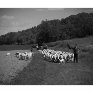 Pendant trois semaines, l'éleveur et ses moutons parcourent 170 km à pied. [COPYC - © Vincent Revolte]