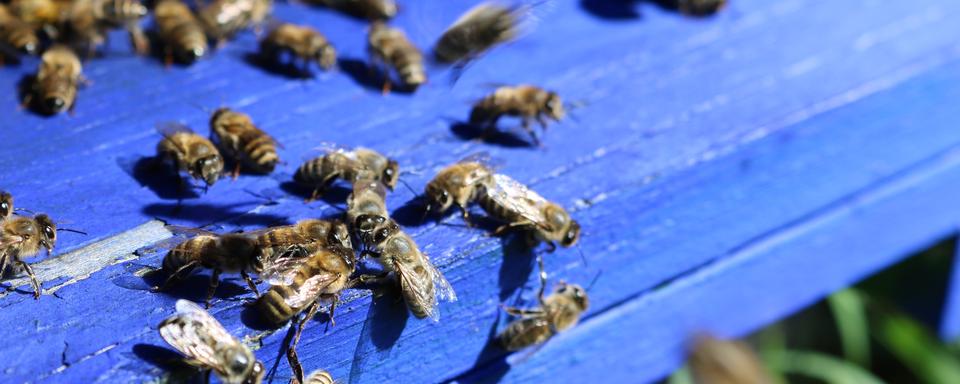 Des abeilles sur une planche en bois. [RTS - Gaël Klein]