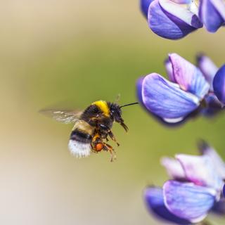 Un bourdon. [Depositphoto - BestPhotoStudio]