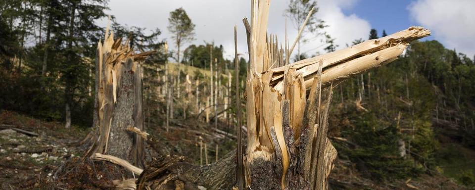 Les forêts et pâturages au coeur de l'action des autorités après la tempête à la Chaux-de-Fonds. [Keystone]