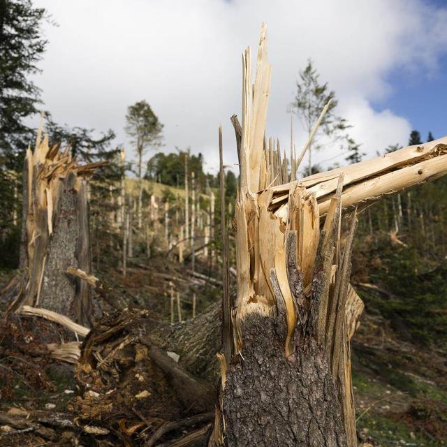Les forêts et pâturages au coeur de l'action des autorités après la tempête à la Chaux-de-Fonds. [Keystone]