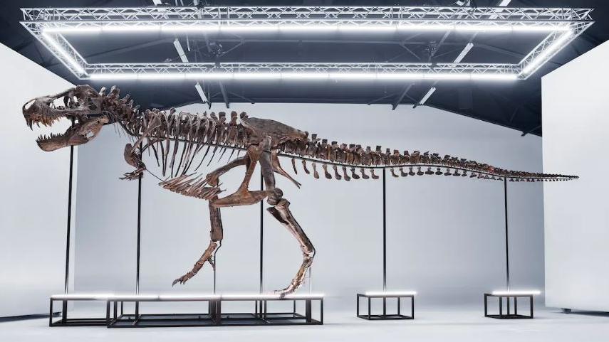 Le T-Rex "Trinity", composé de trois squelettes différents, sera vendu à l'encan à Zurich, le 18 avril 2023. [www.kollerauktionen.ch]