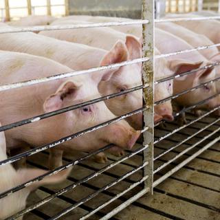 L'Espagne est le leader mondial de la production de viande de porc. (Image d'illustration) [AP Photo/Keystone - Nati Harnik]