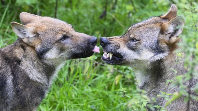 Un jeune loup et son parent. [DPA/Keystone - Julian Stratenschulte]