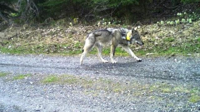 Le jeune loup M237 était entré en Hongrie il y a deux mois. [Groupe Loup Suisse/Facebokk]